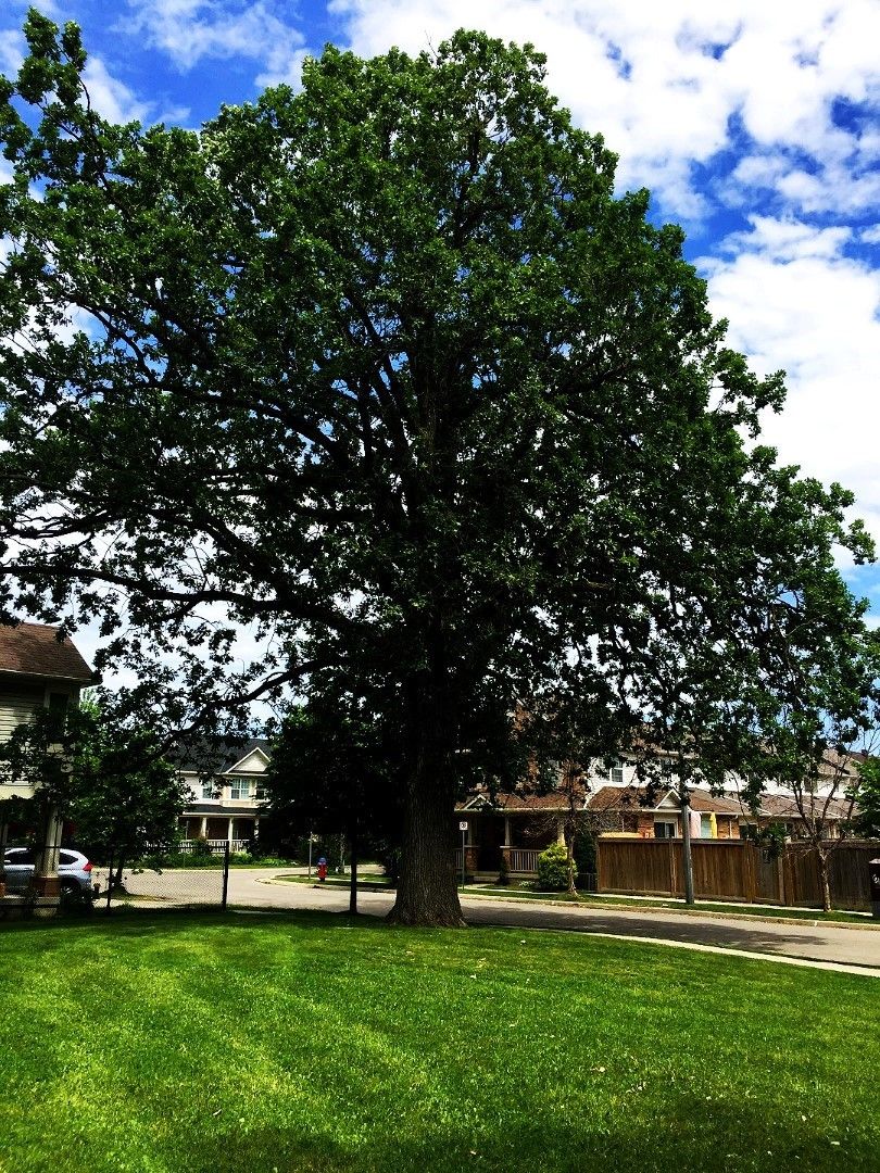 Wallbrook Park