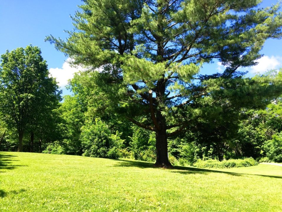 Livingston Park and Trail